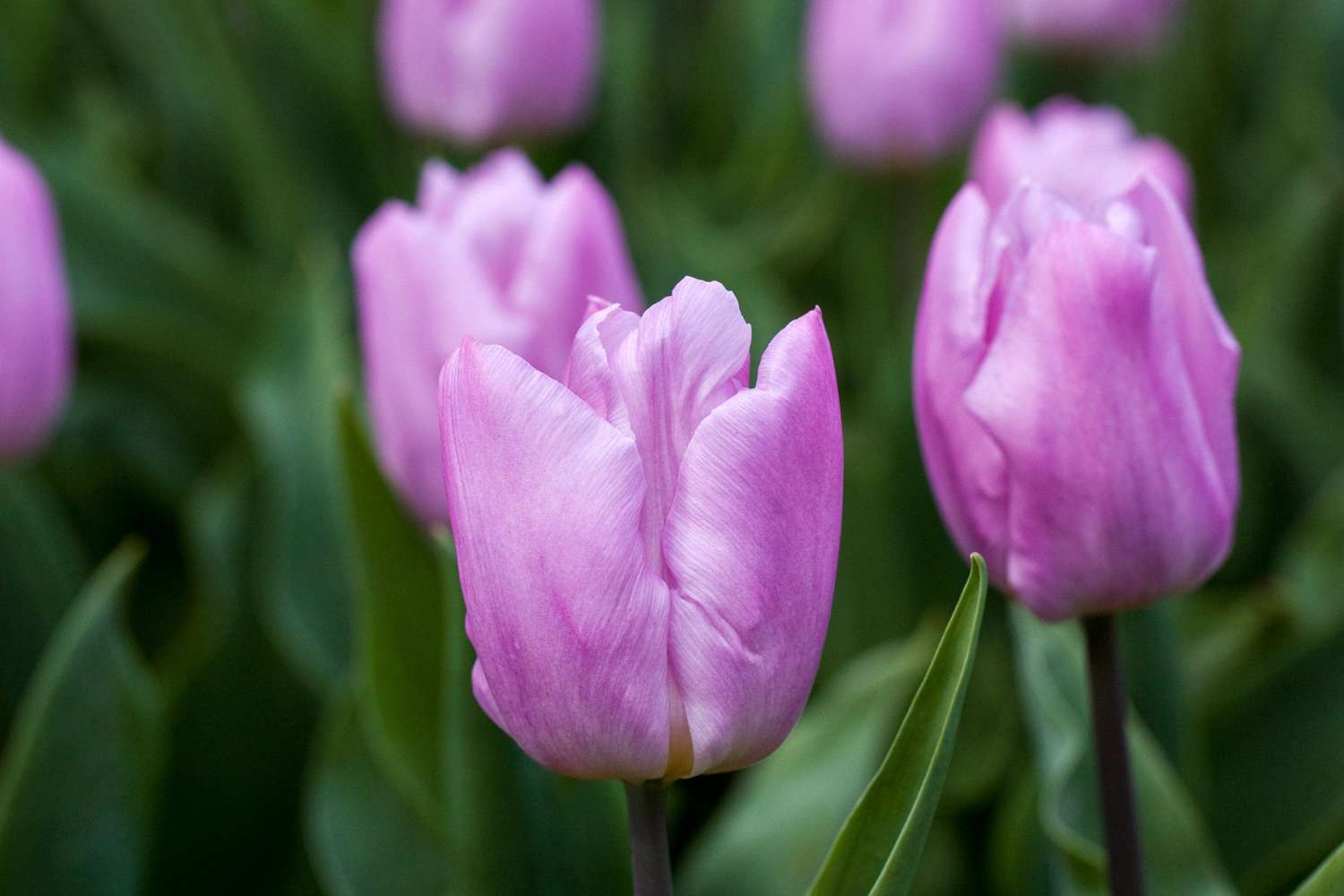 Tulpe 'Candy Prince' - Tulipaner